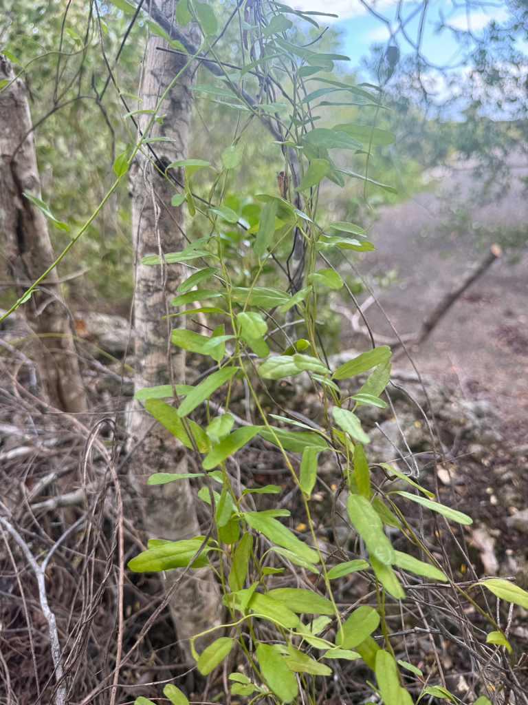 Jacquemontia havanensis
