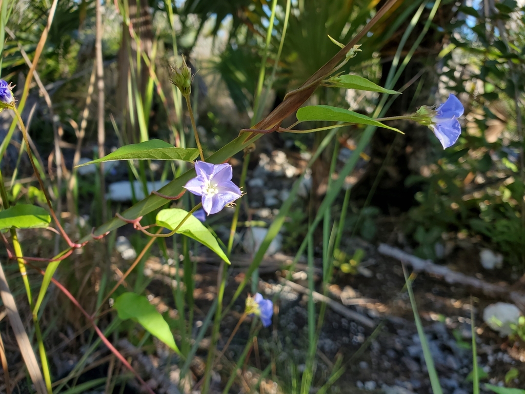 Jacquemontia pentanthos