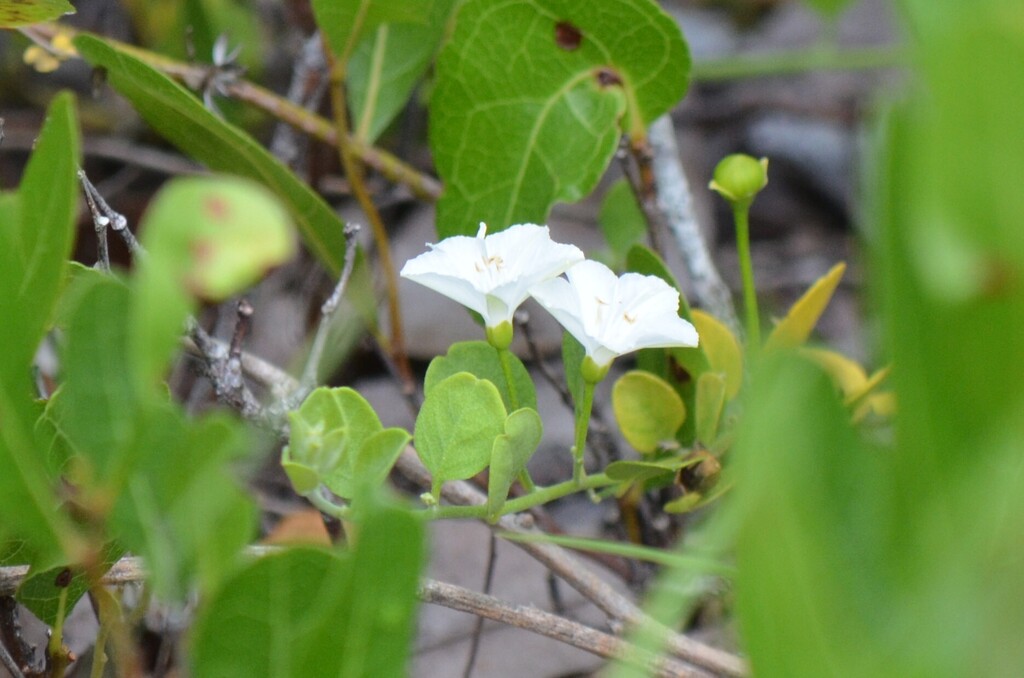 Jacquemontia reclinata