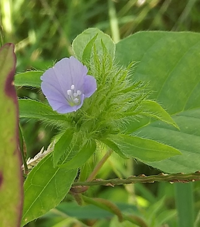 Jacquemontia tamnifolia