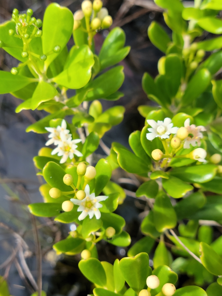Jacquinia keyensis