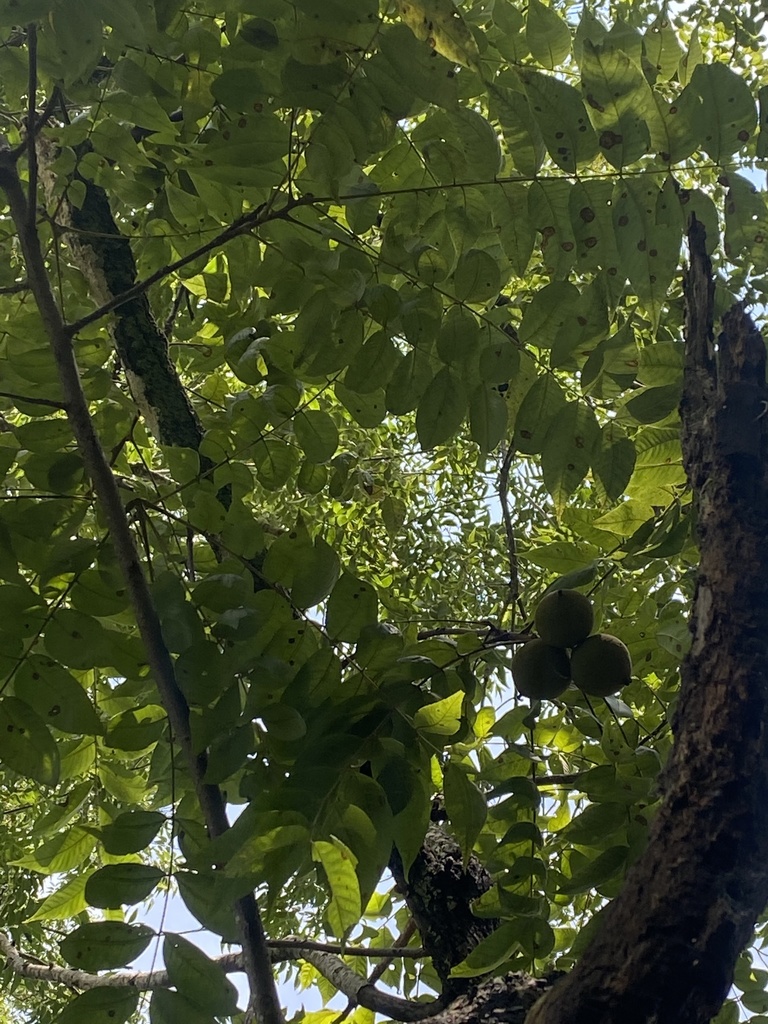 Juglans nigra