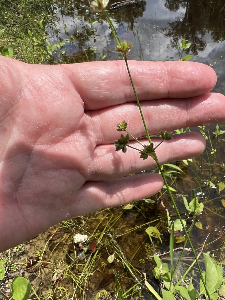 Juncus acuminatus