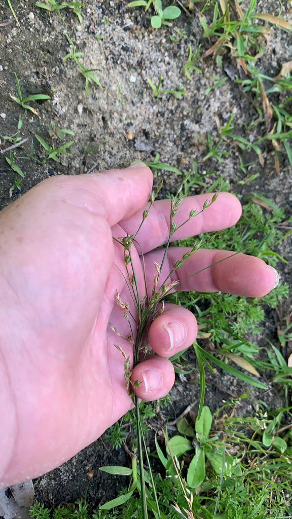 Juncus bufonius