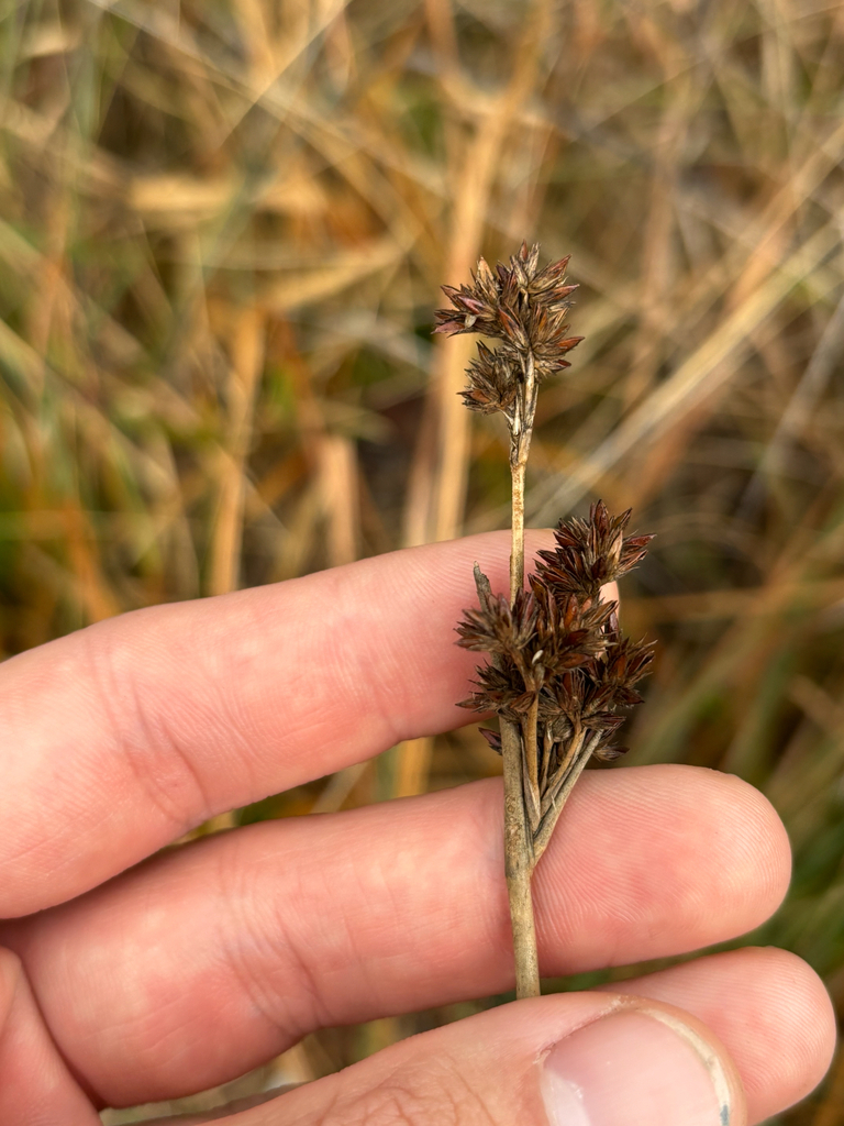 Juncus canadensis