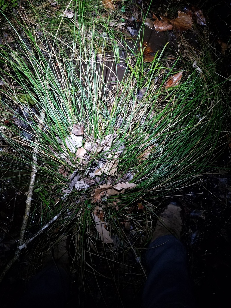 Juncus coriaceus