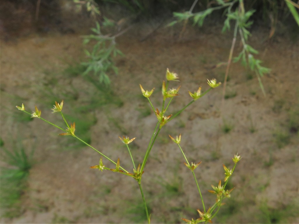 Juncus debilis