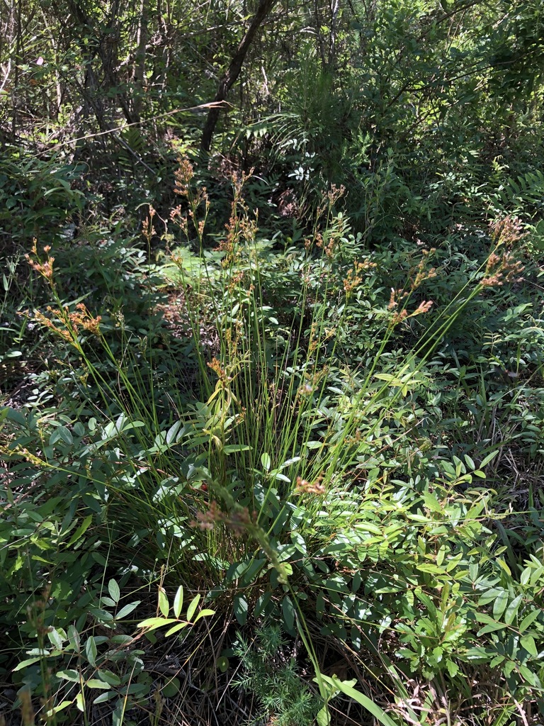 Juncus dichotomus
