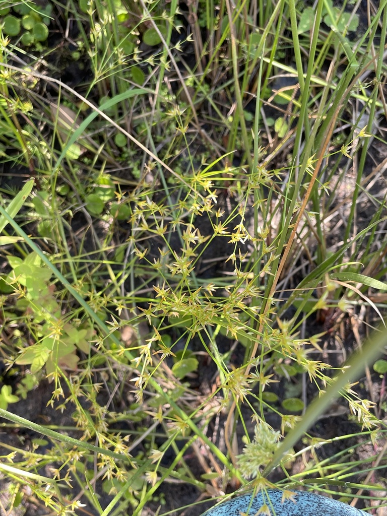 Juncus diffusissimus