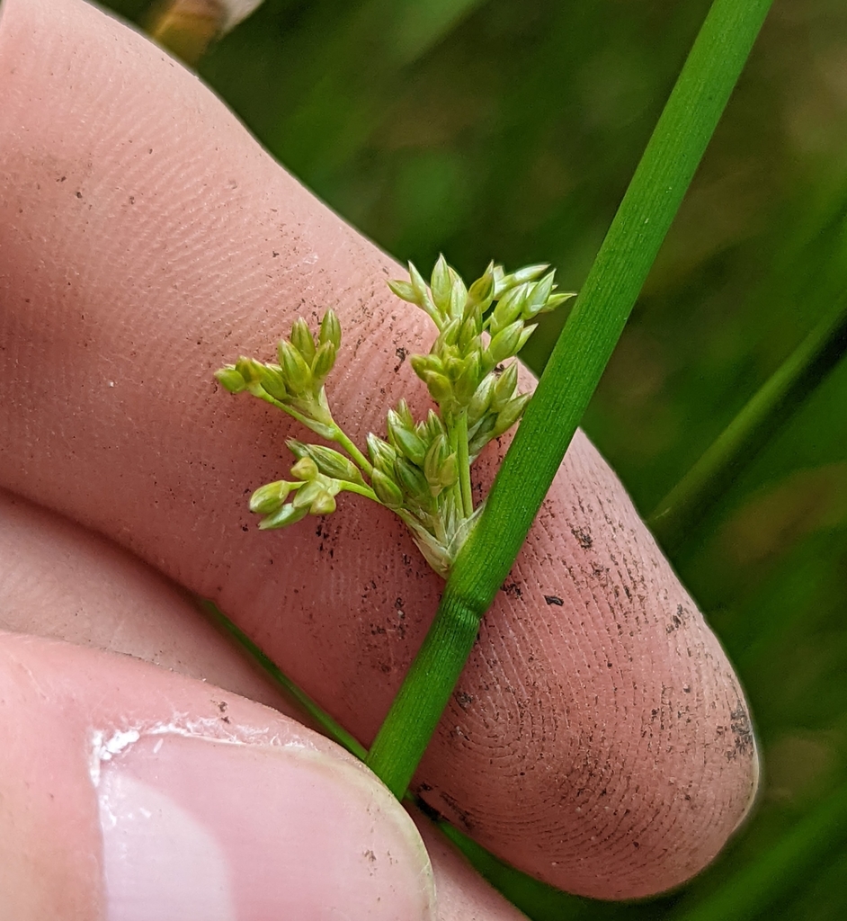 Juncus effusus subsp. solutus