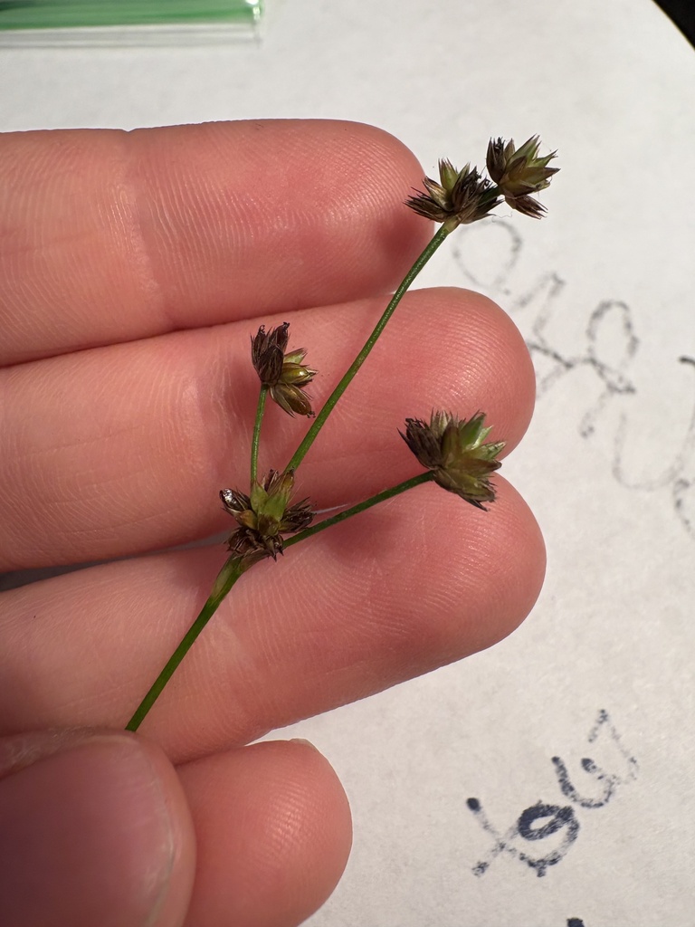 Juncus elliottii