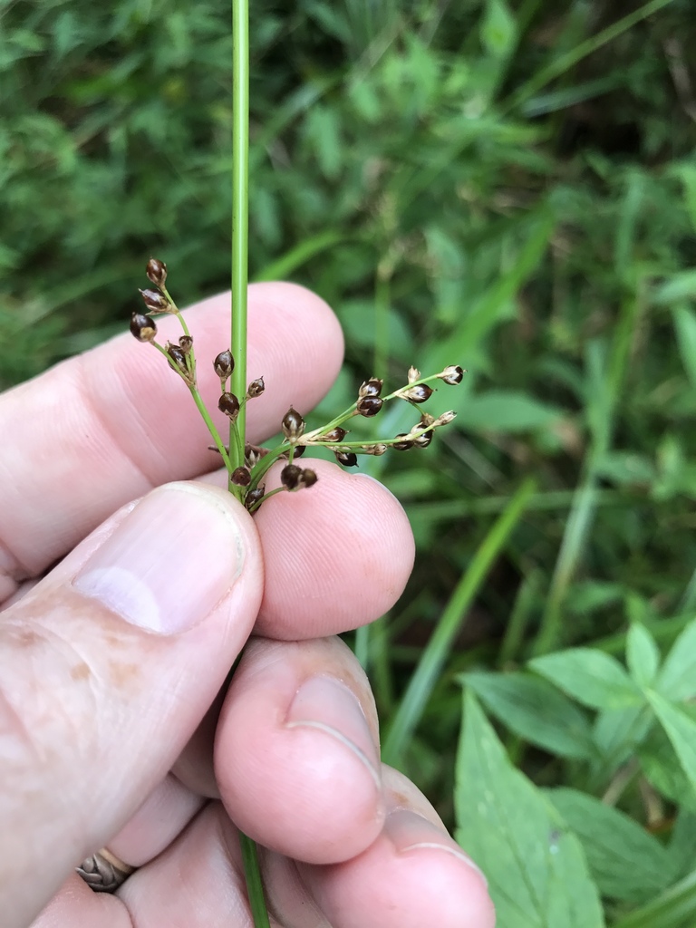 Juncus gymnocarpus