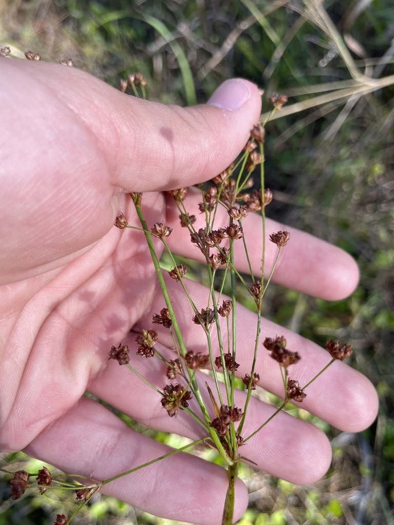 Juncus marginatus