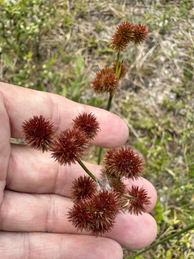 Juncus megacephalus