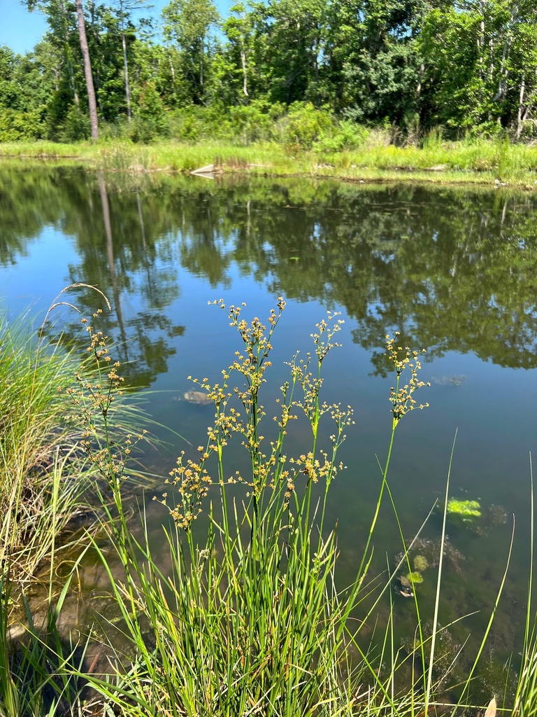 Juncus nodatus