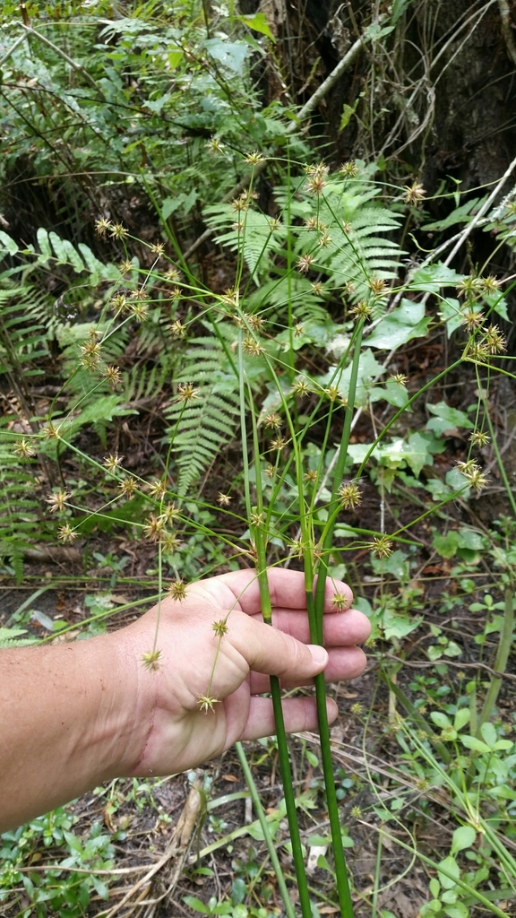 Juncus paludosus