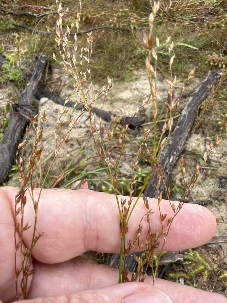 Juncus pelocarpus