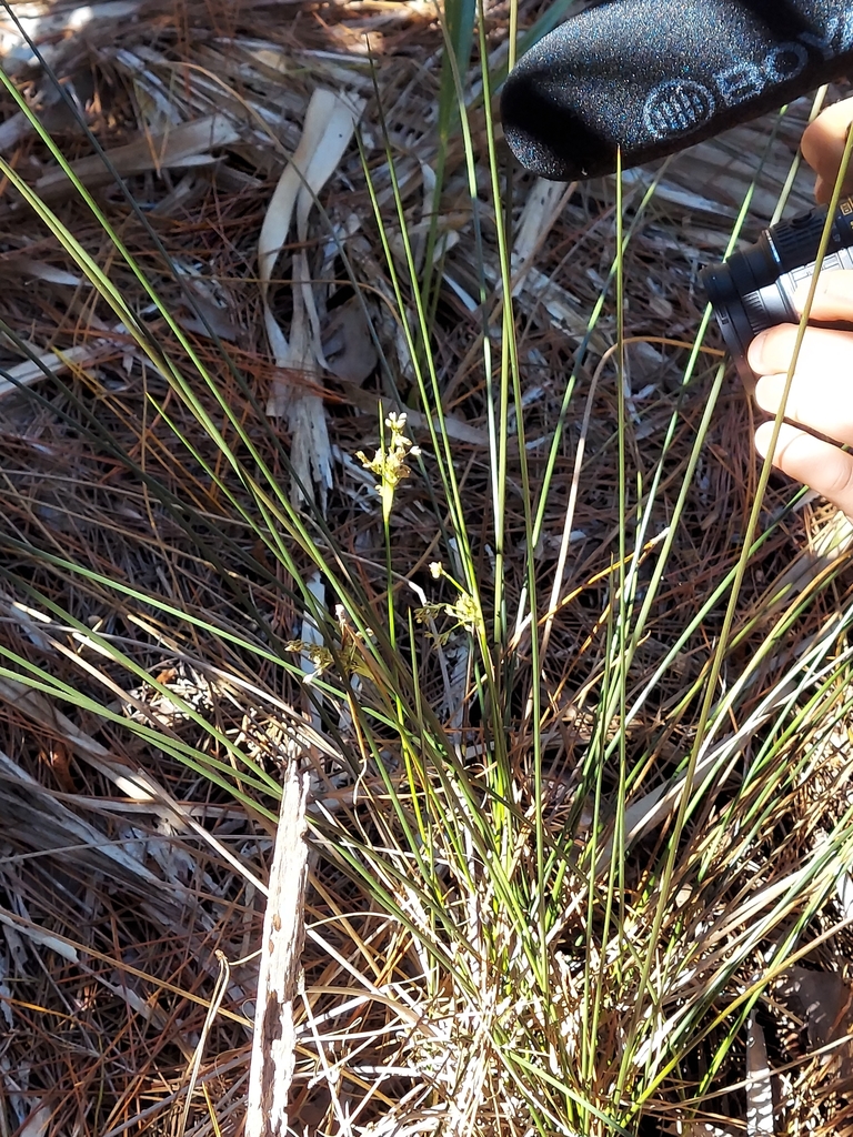 Juncus roemerianus