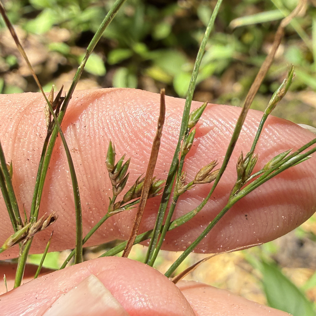 Juncus tenuis