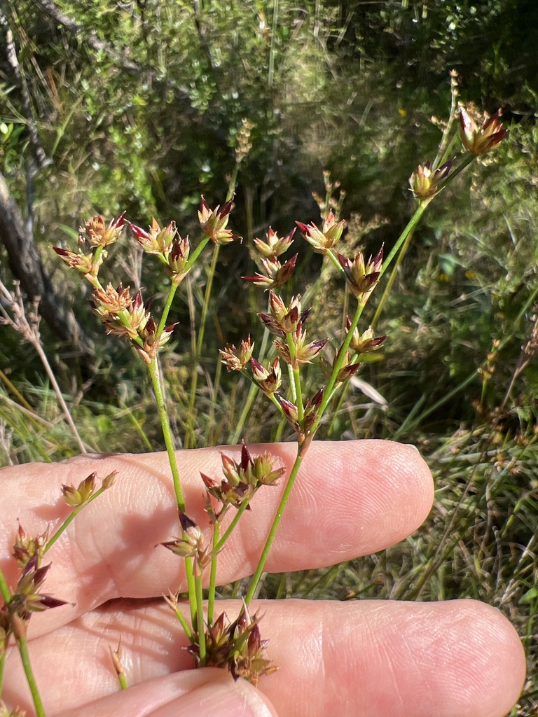 Juncus trigonocarpus