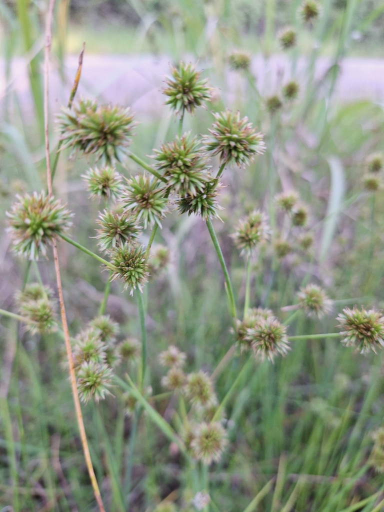 Juncus validus