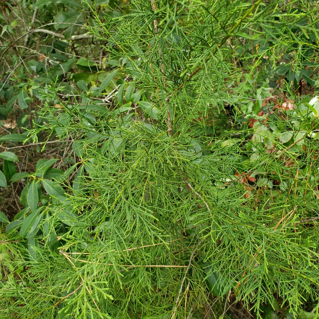 Juniperus virginiana