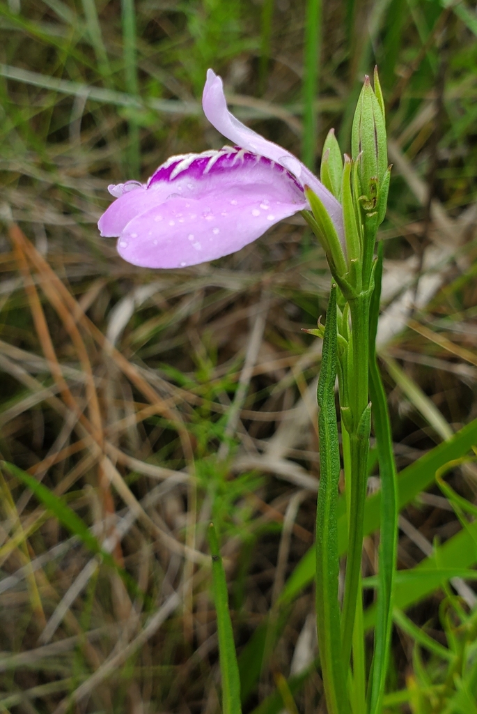 Justicia crassifolia