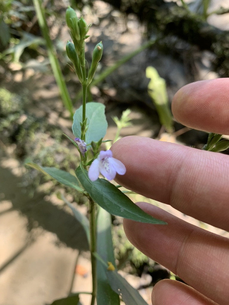 Justicia ovata var. lanceolata