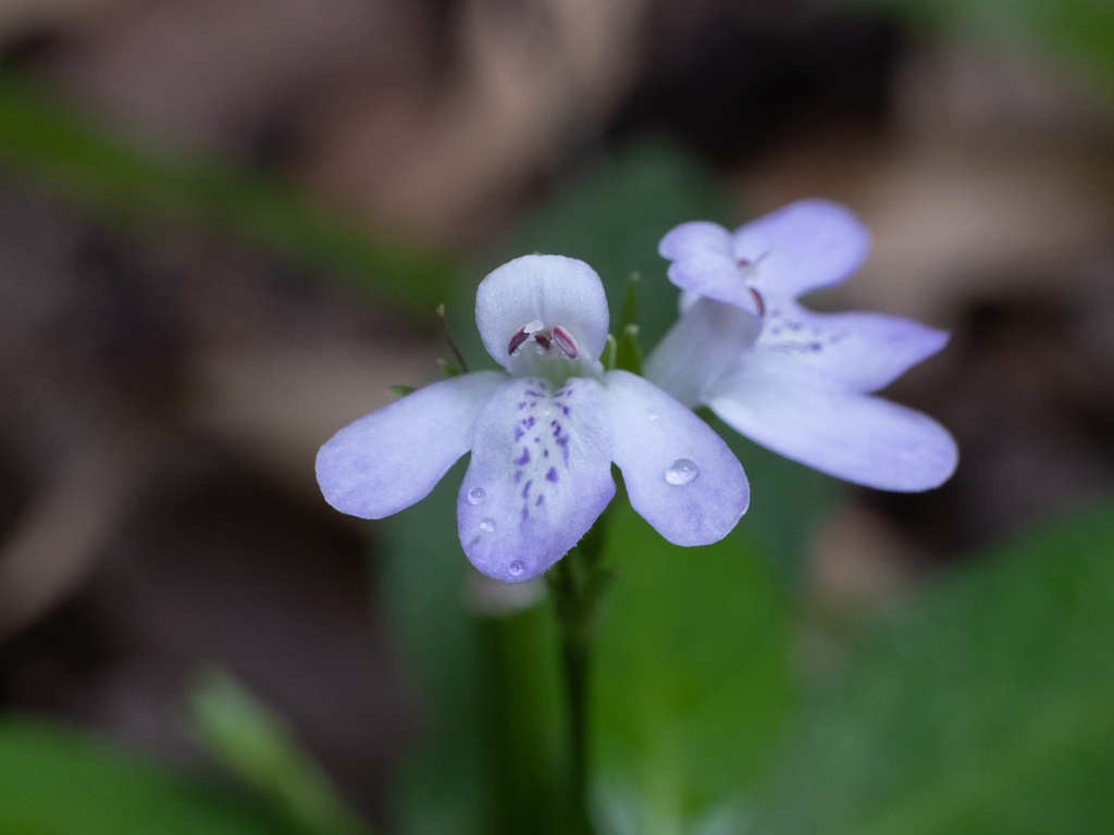 Justicia ovata var. ovata