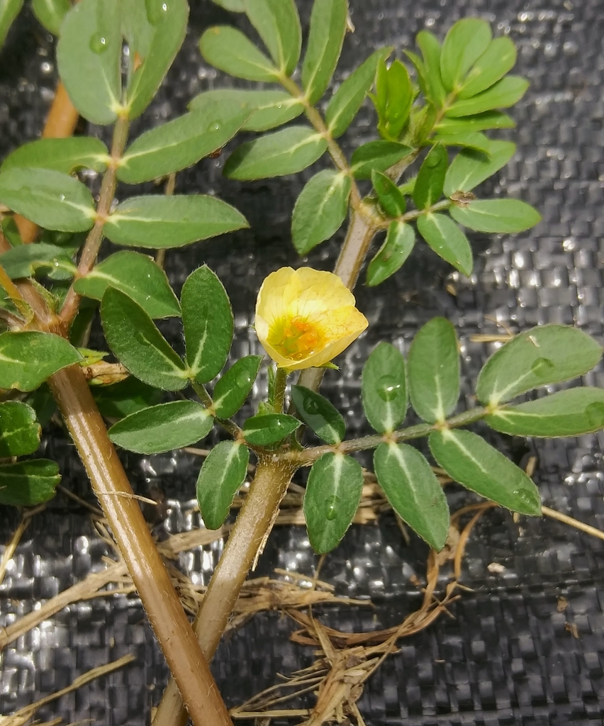 Kallstroemia maxima