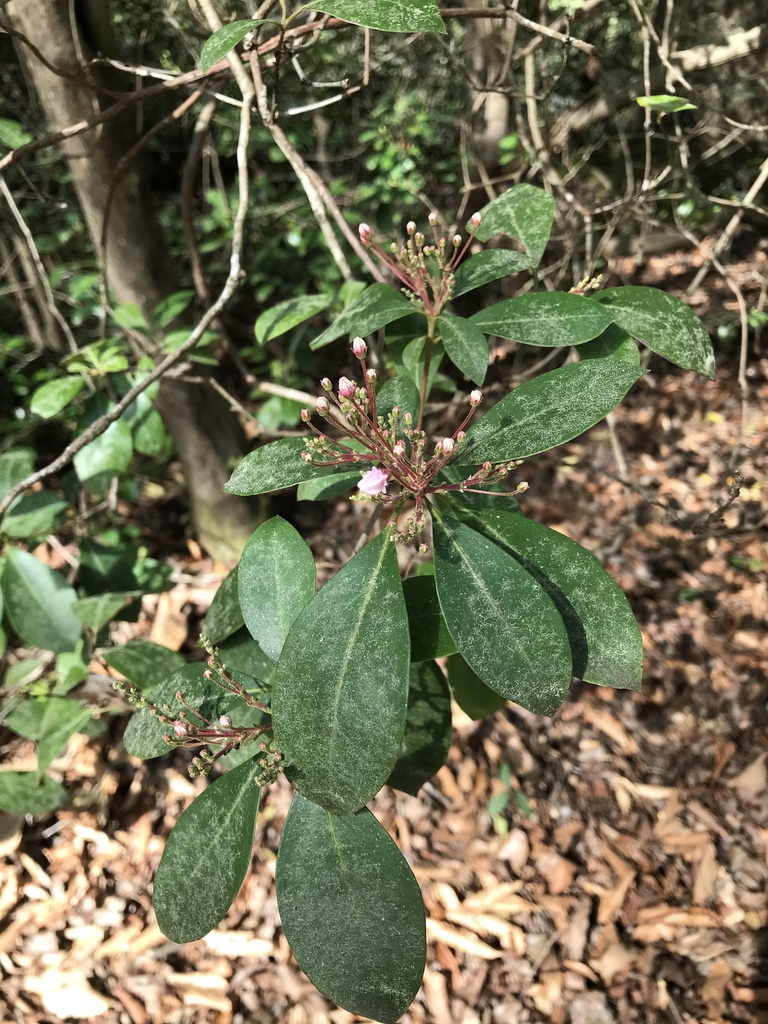 Kalmia latifolia