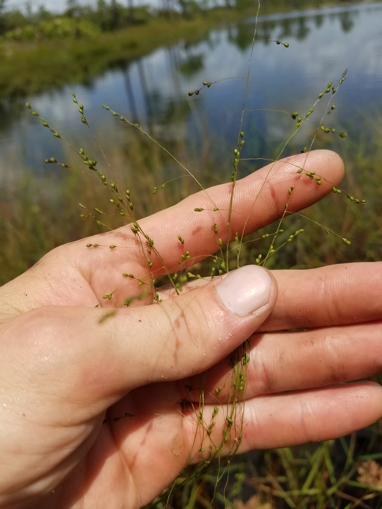 Kellochloa verrucosa