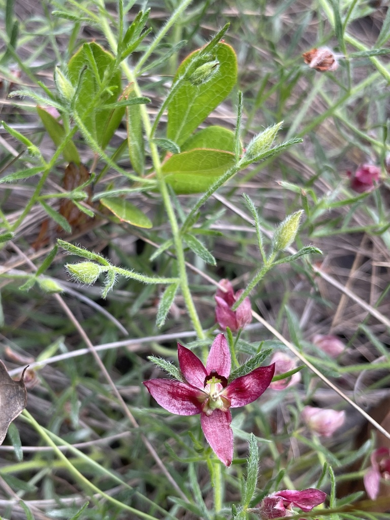 Krameria lanceolata