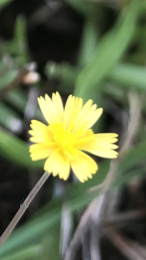 Krigia cespitosa