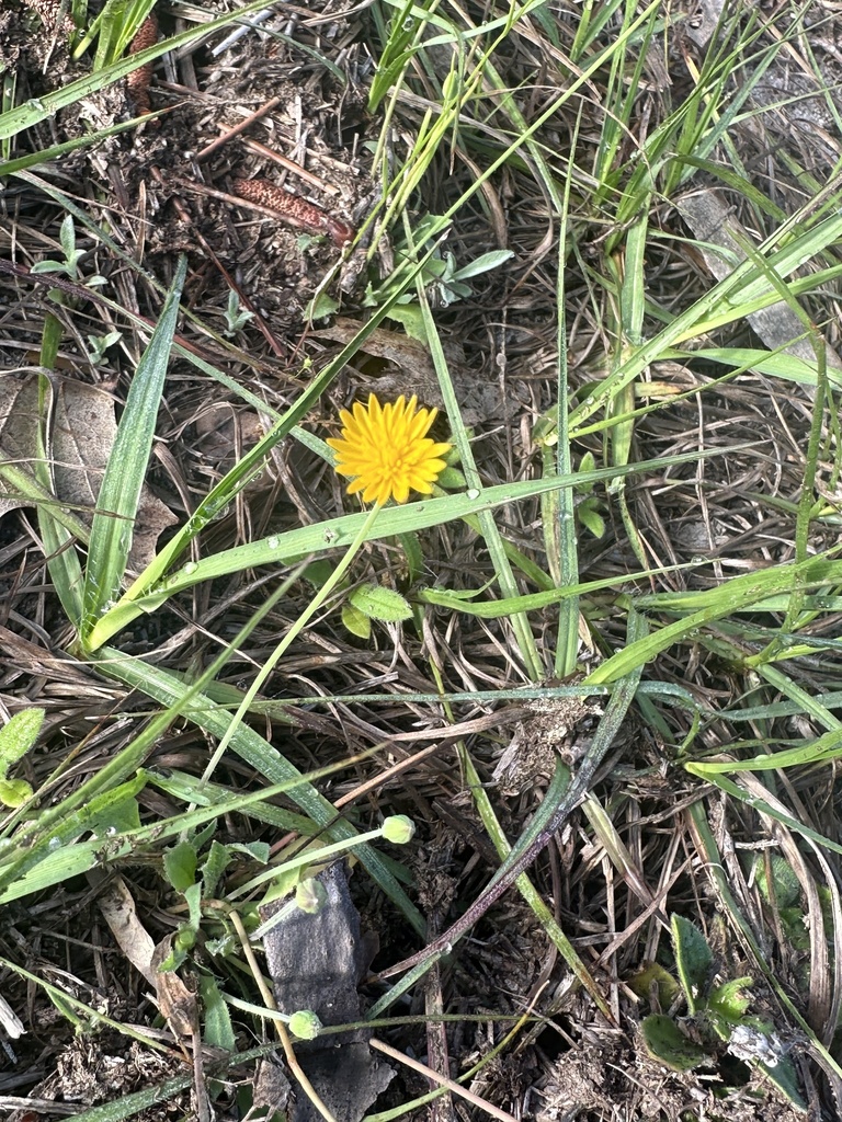 Krigia dandelion