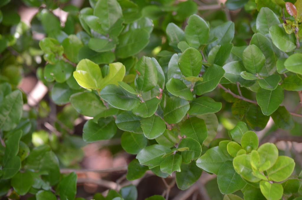 Krugiodendron ferreum