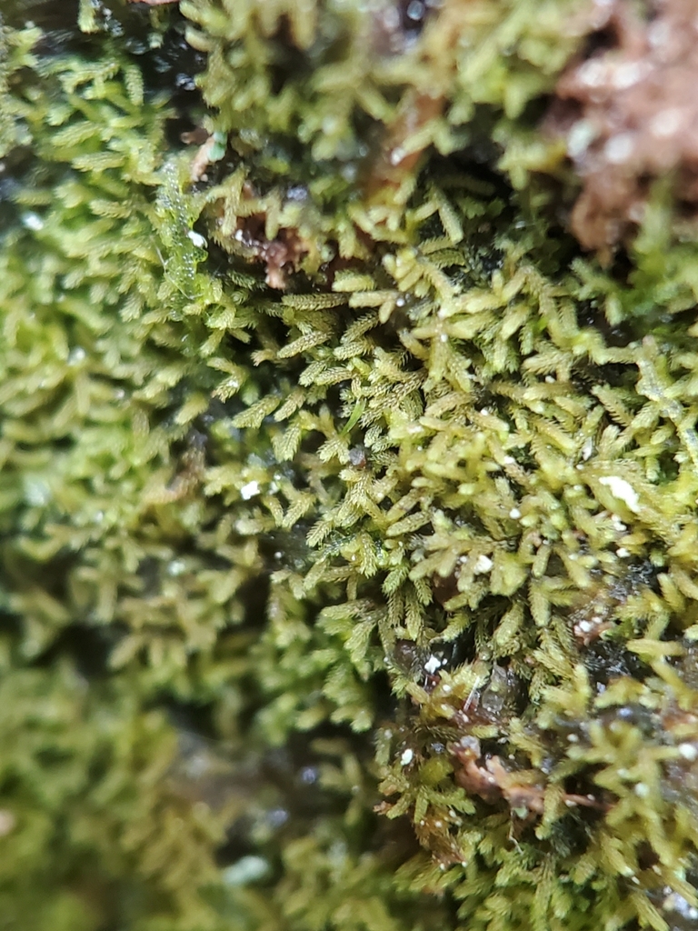 Kurzia sylvatica