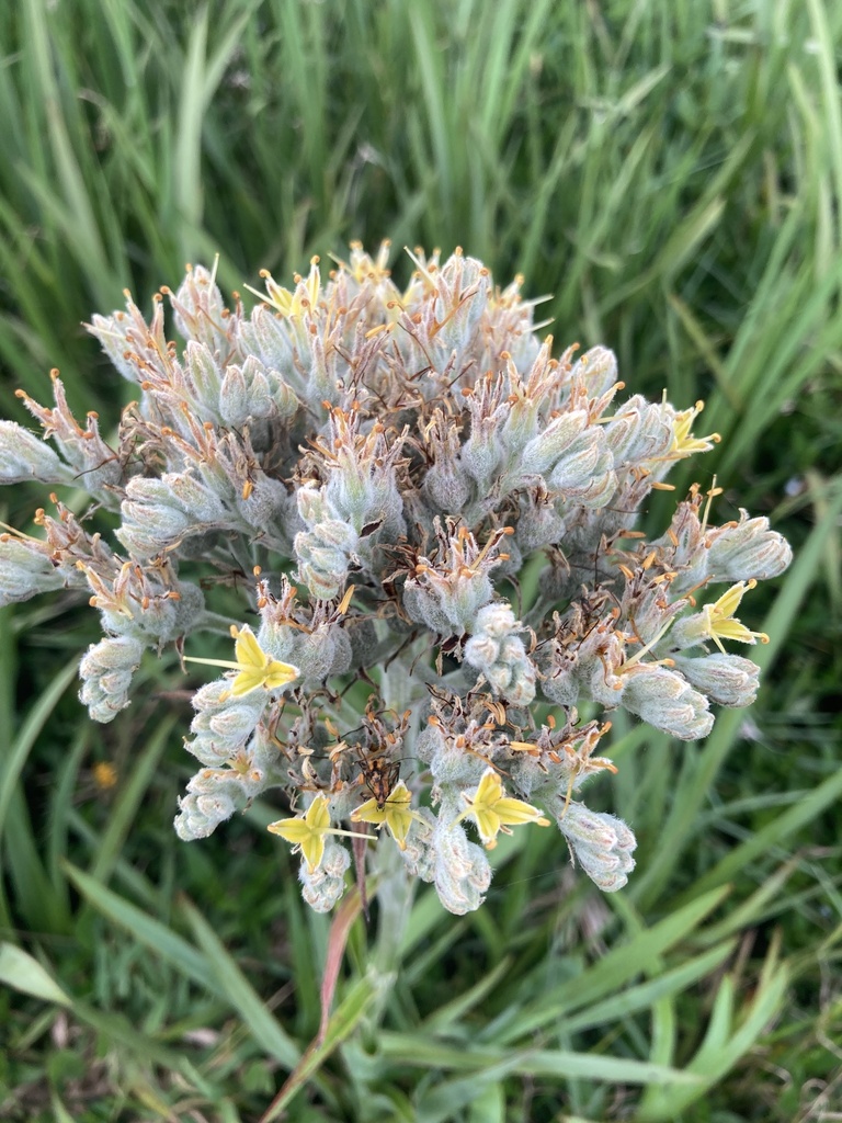 Lachnanthes caroliana