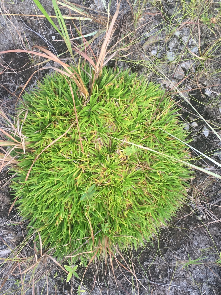 Lachnocaulon anceps