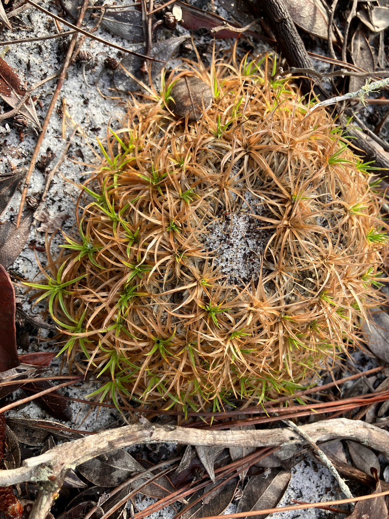 Lachnocaulon beyrichianum