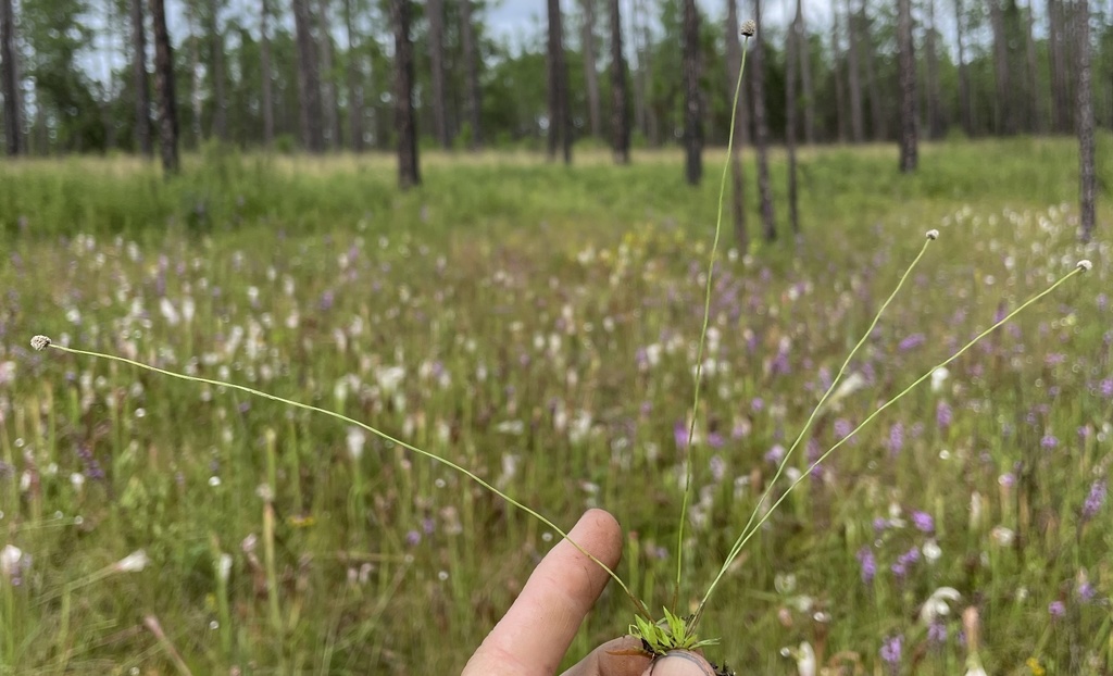 Lachnocaulon digynum