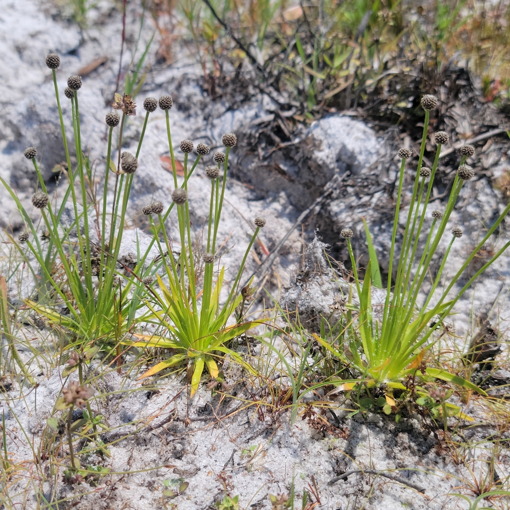 Lachnocaulon engleri