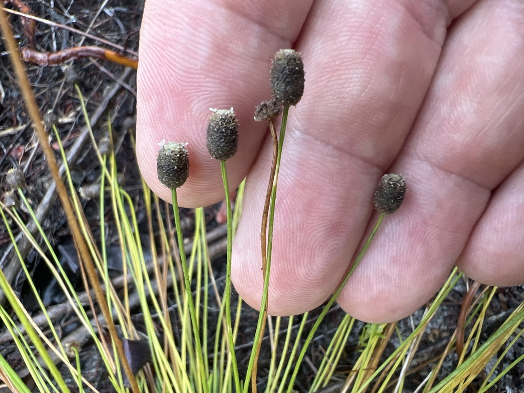 Lachnocaulon minus
