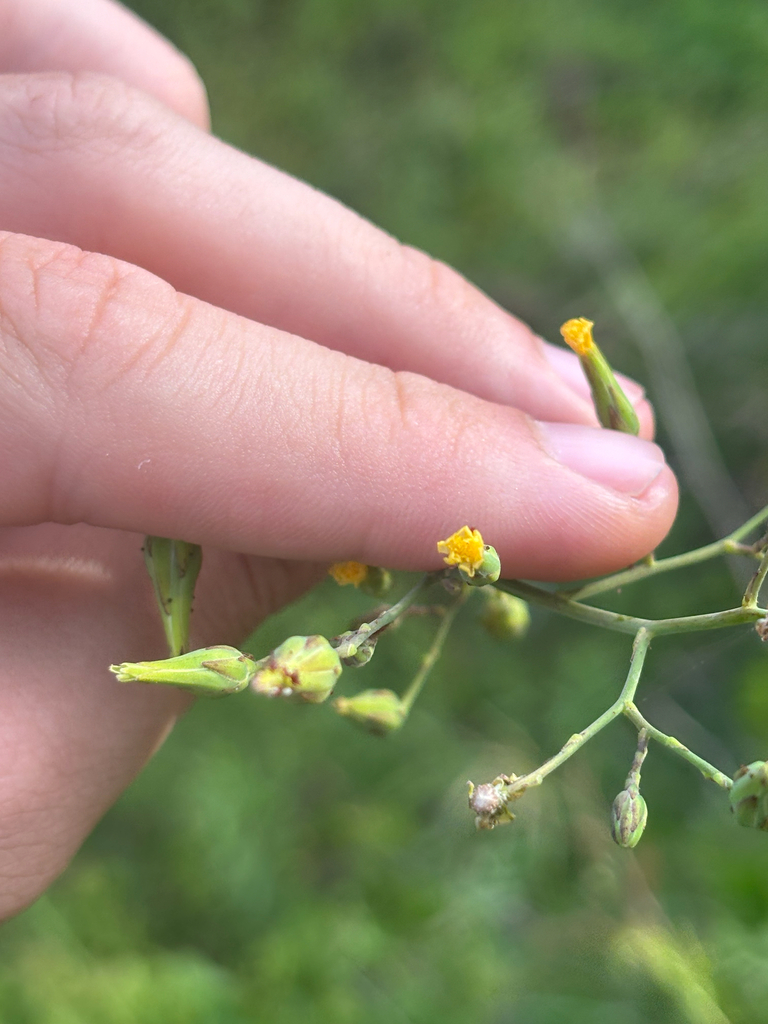 Lactuca canadensis