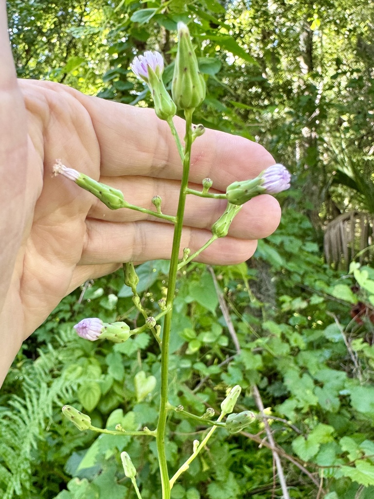 Lactuca floridana