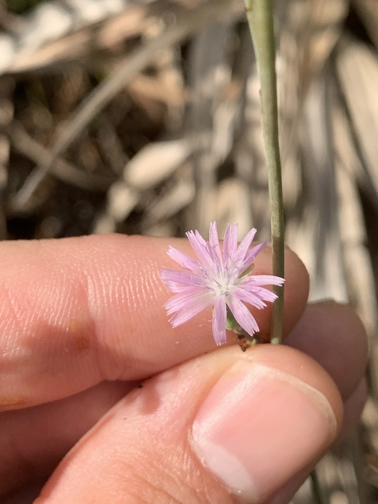 Lactuca graminifolia