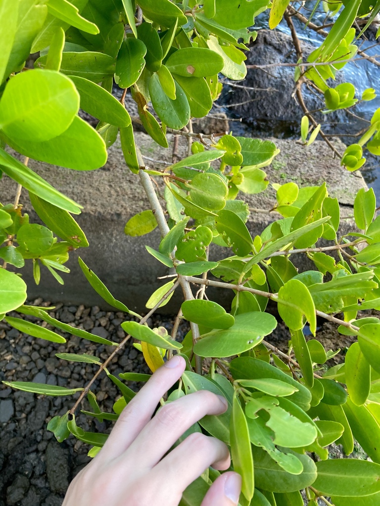 Laguncularia racemosa
