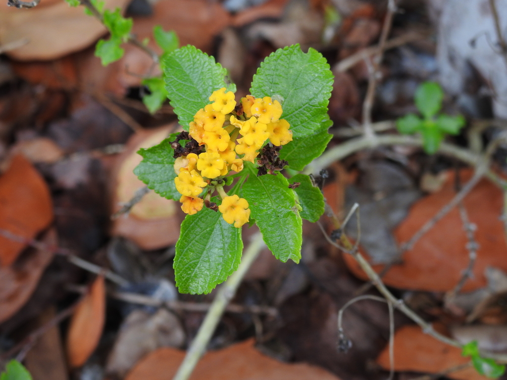 Lantana depressa var. depressa