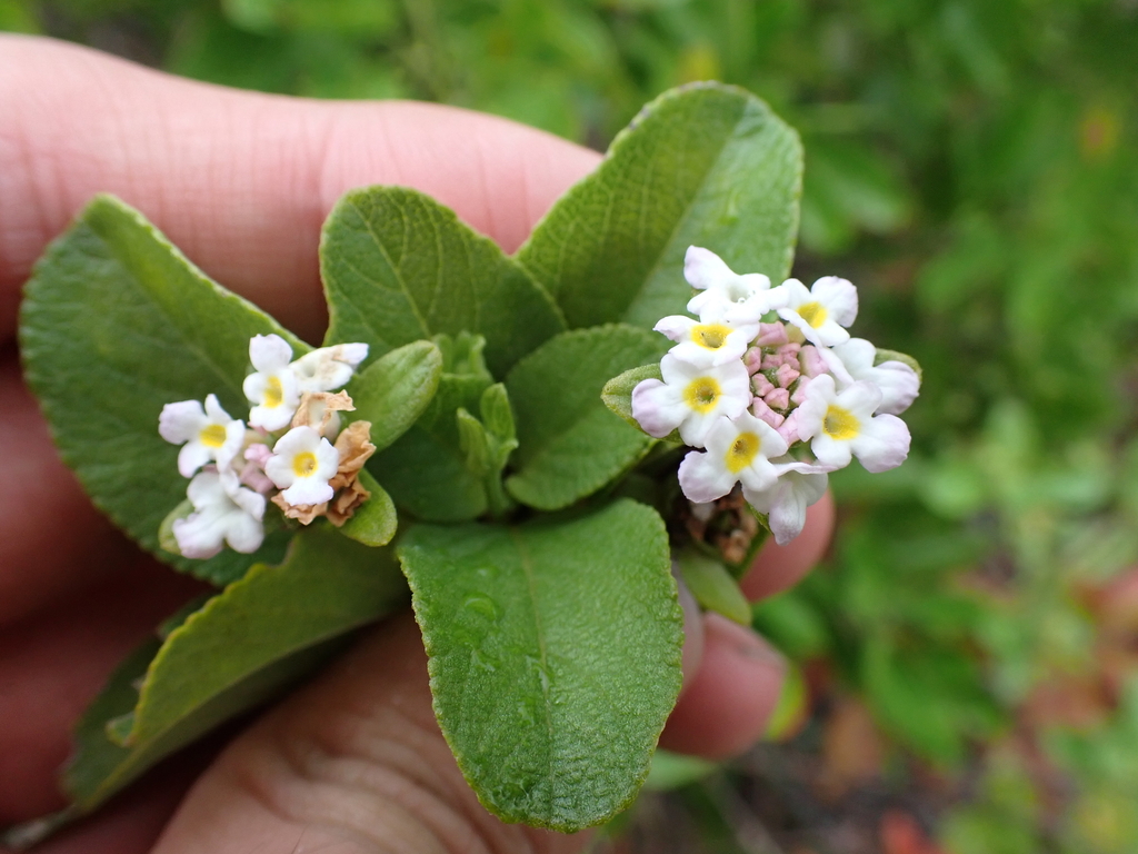 Lantana involucrata