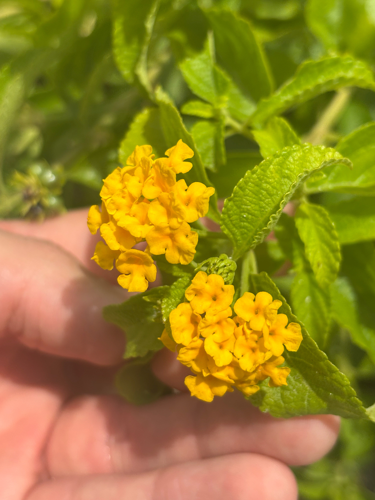 Lantana sandersii var. sandersii